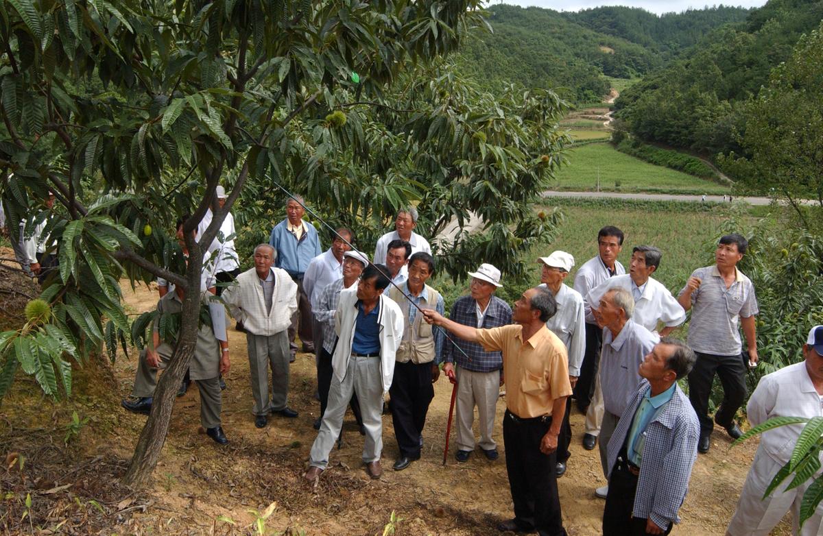 2006 밤나무