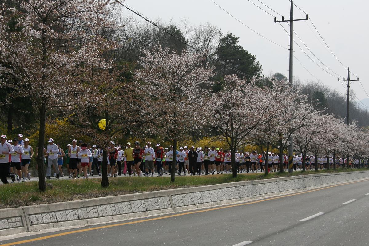 제6회 합천 벚꽃축제 마라톤대회