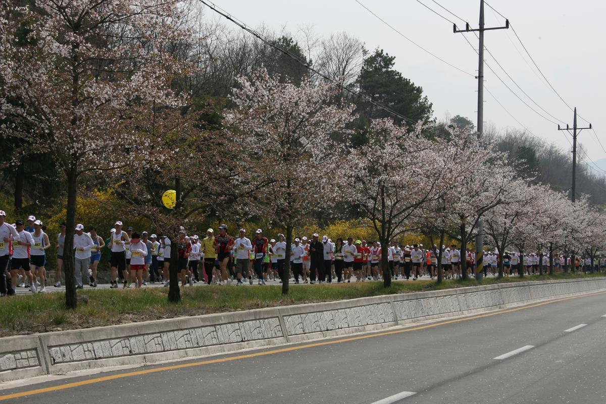 제6회 합천 벚꽃축제 마라톤대회