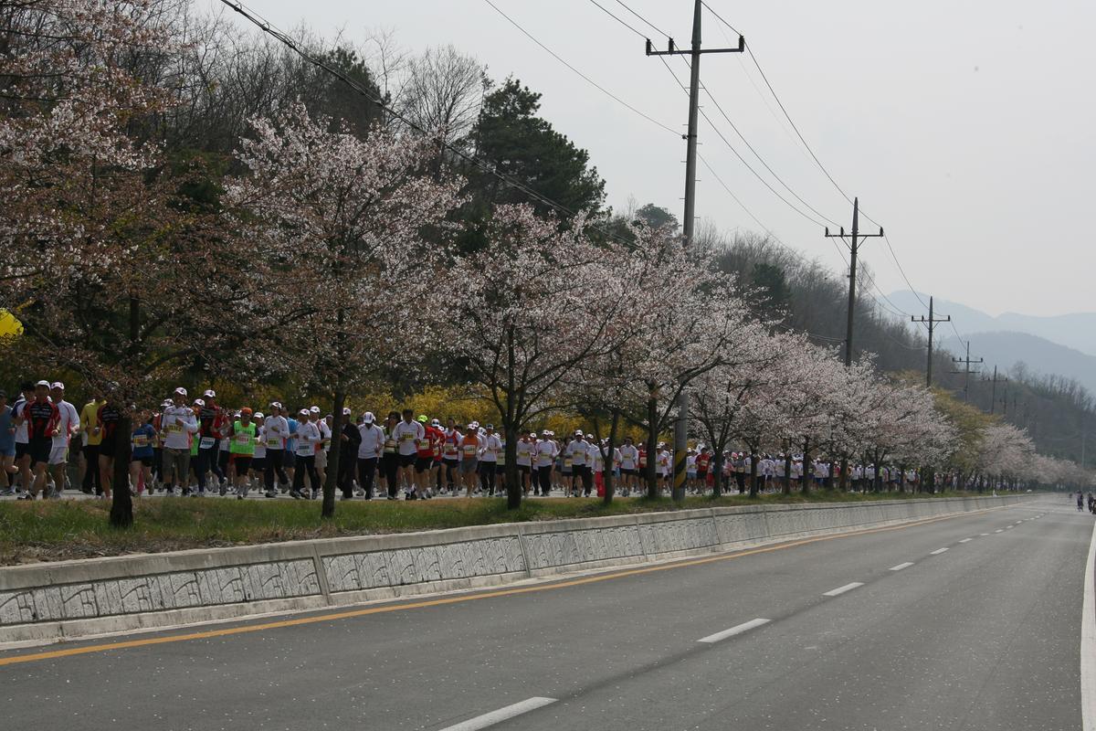 제6회 합천 벚꽃축제 마라톤대회