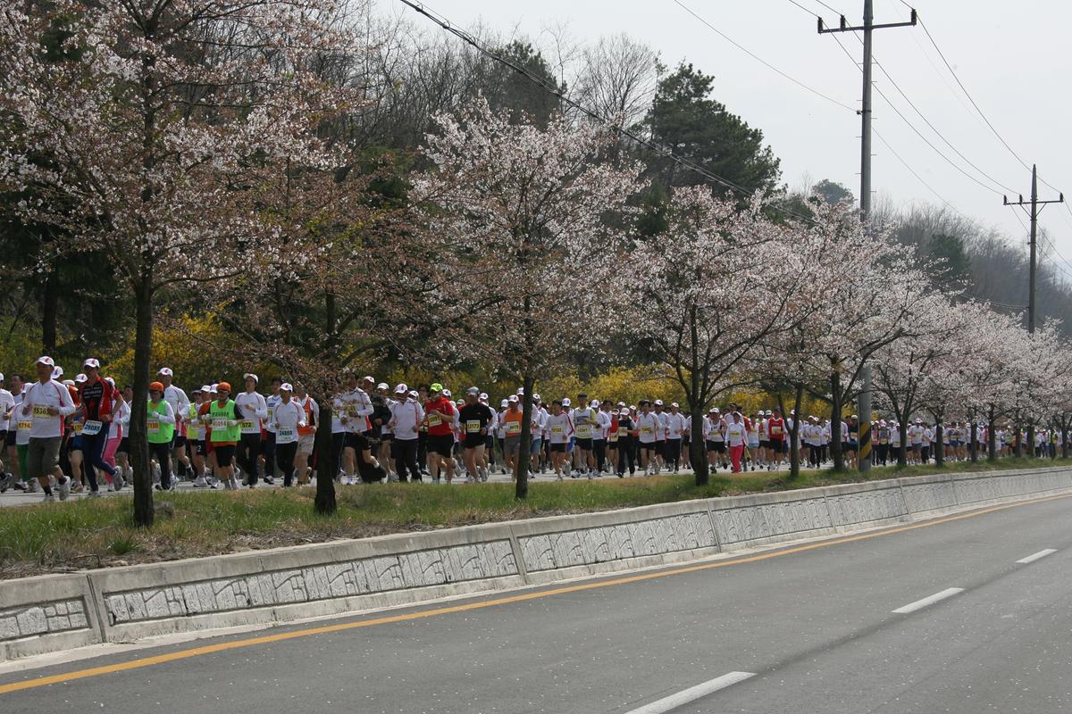제6회 합천 벚꽃축제 마라톤대회