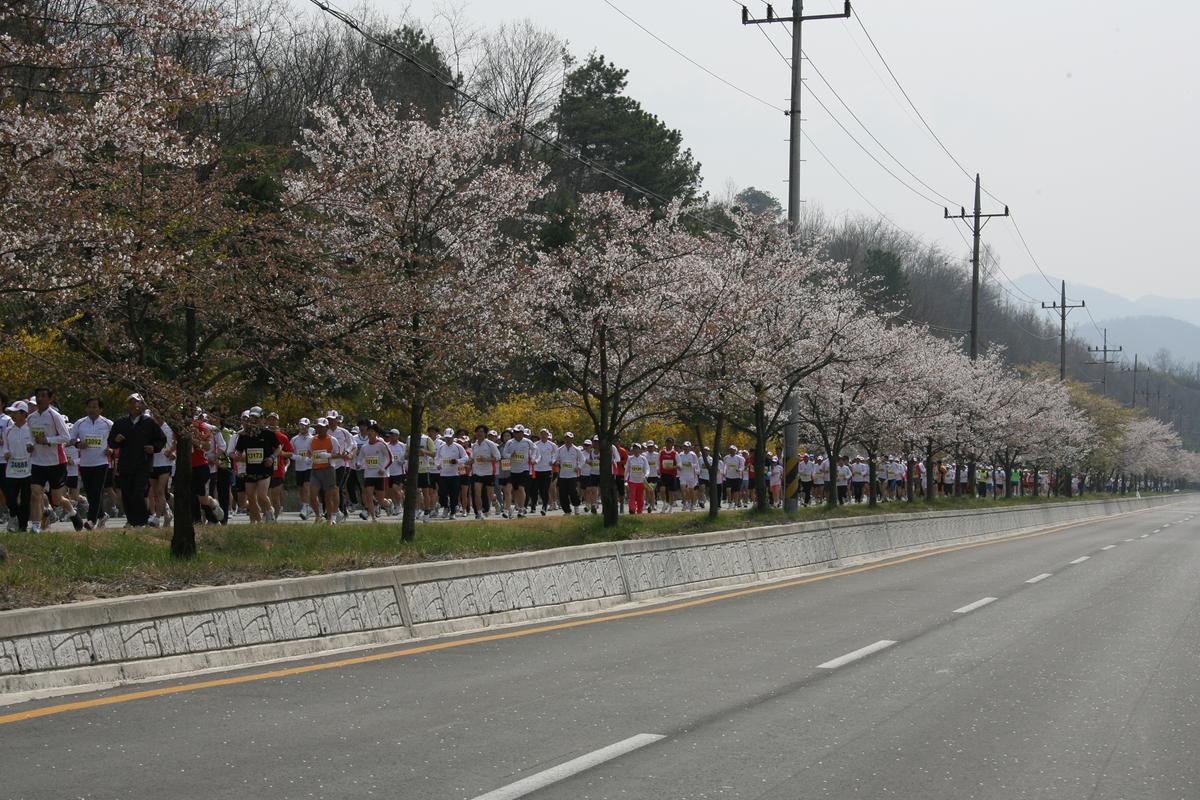 제6회 합천 벚꽃축제 마라톤대회