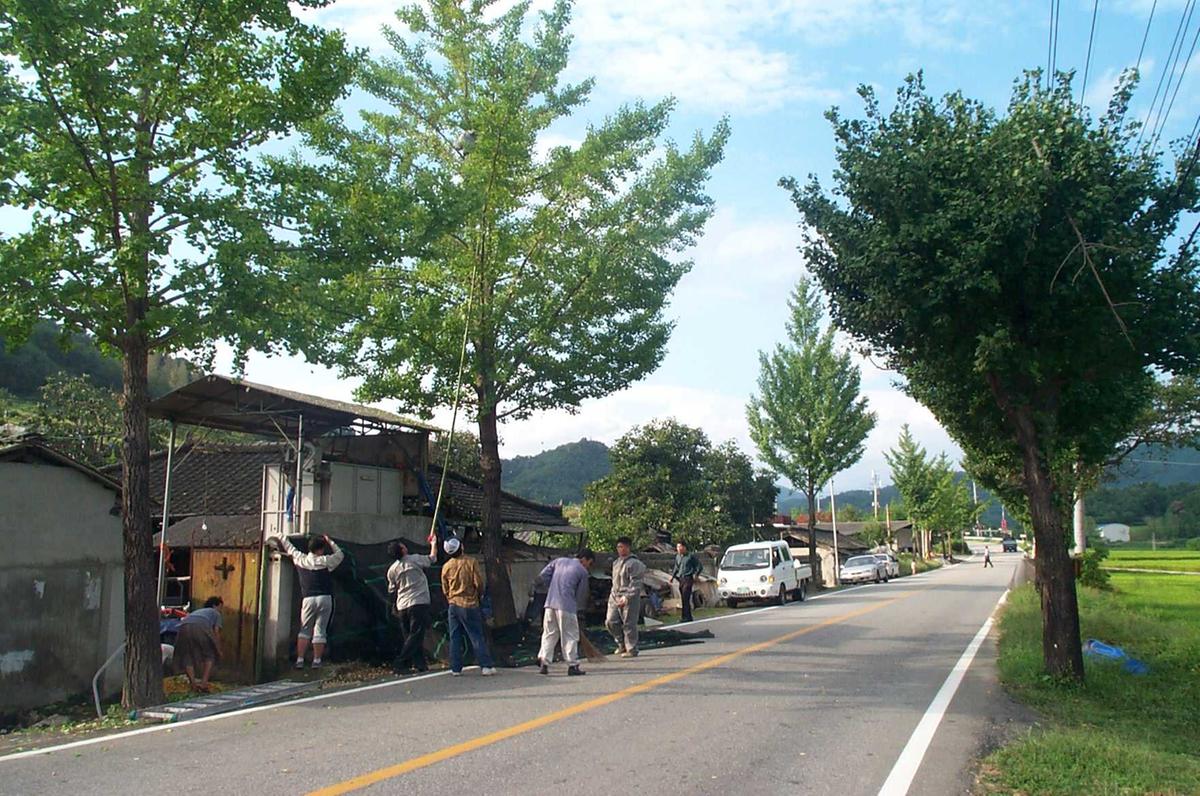 은행열매수확전경