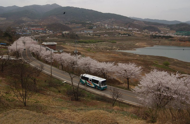 합천백리벚꽃길