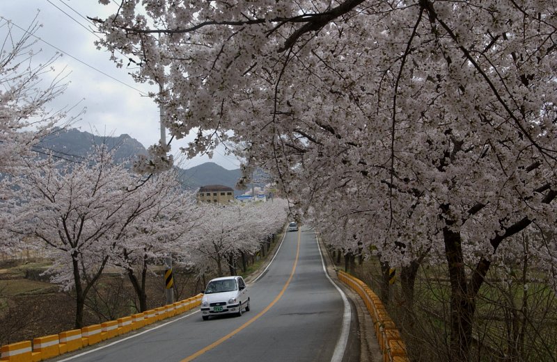 합천백리벚꽃길