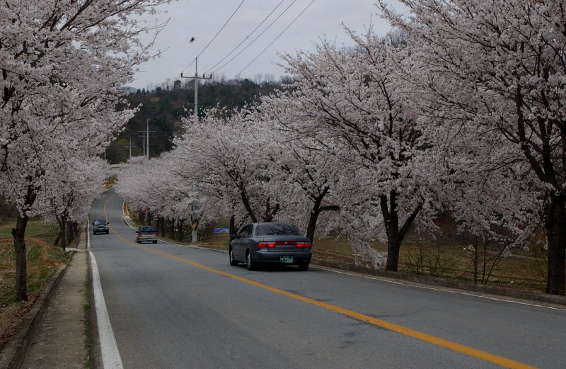 합천백리벚꽃길