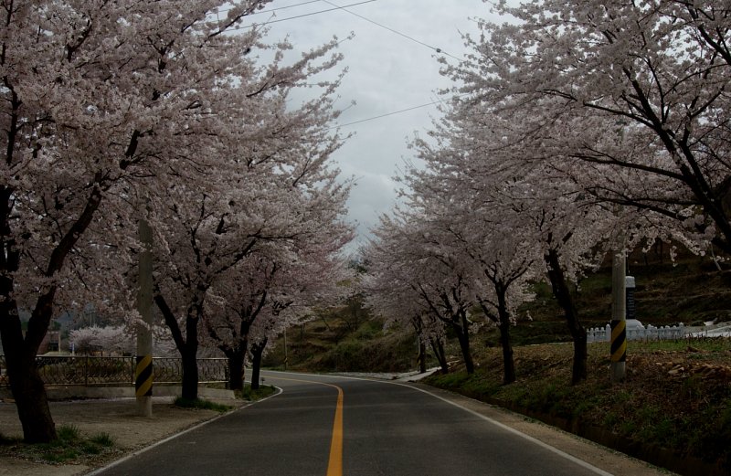 합천백리벚꽃길