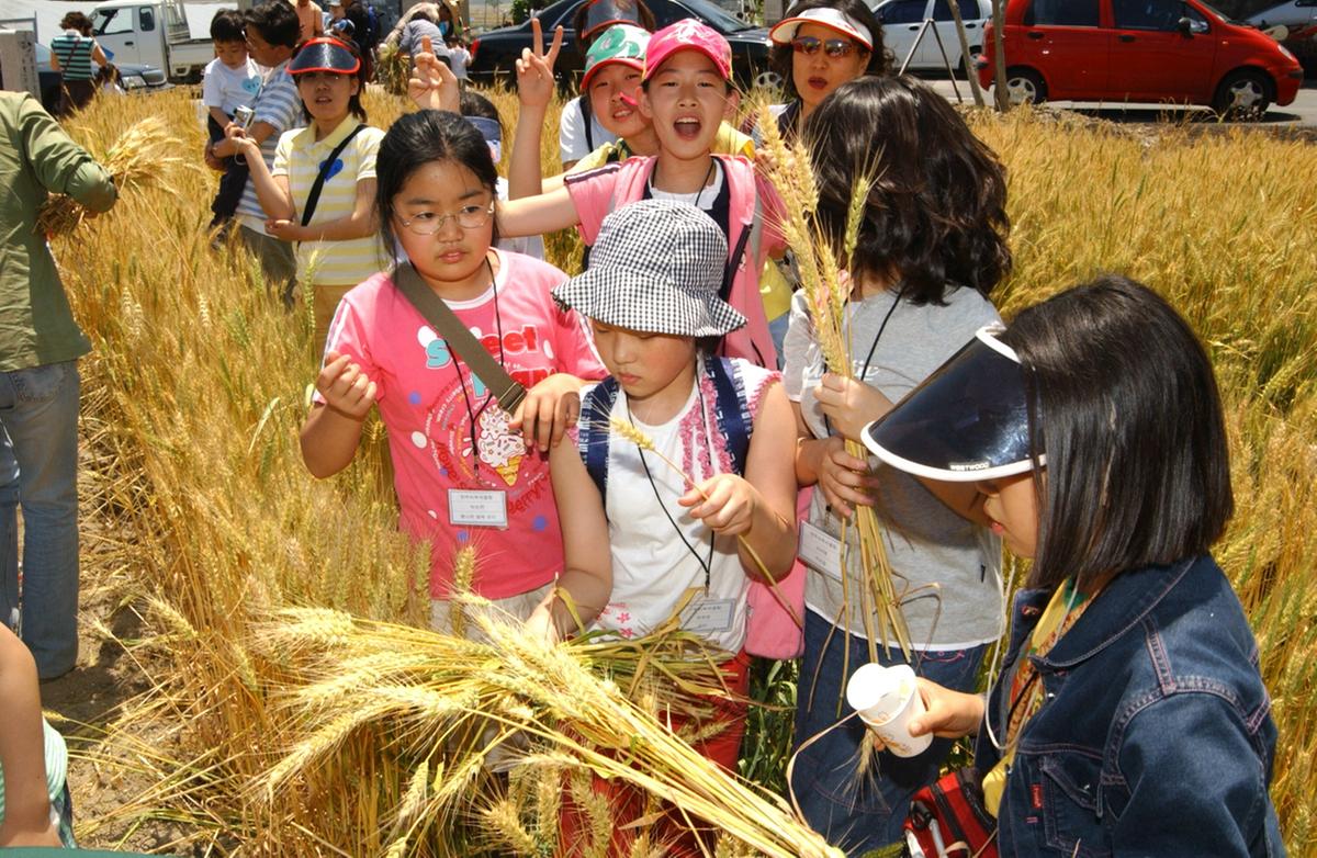 2005년 우리밀 밀사리 문화체험