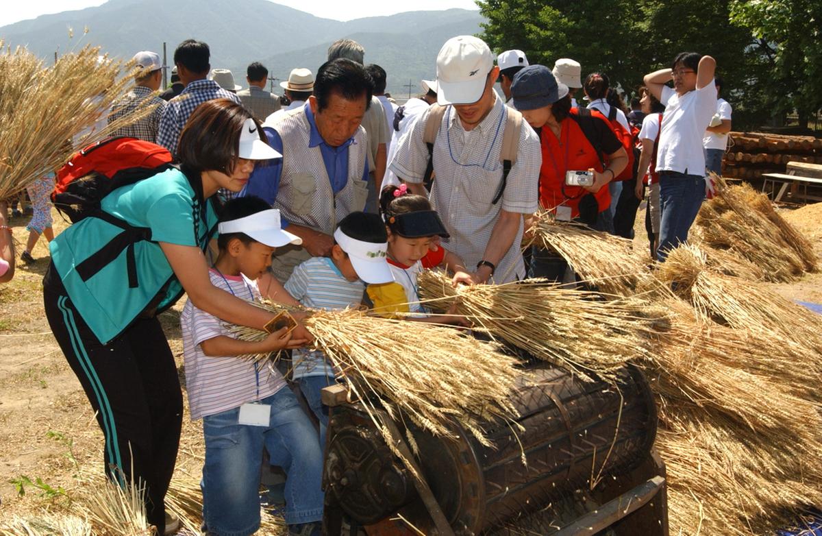 2005년 우리밀 밀사리 문화체험
