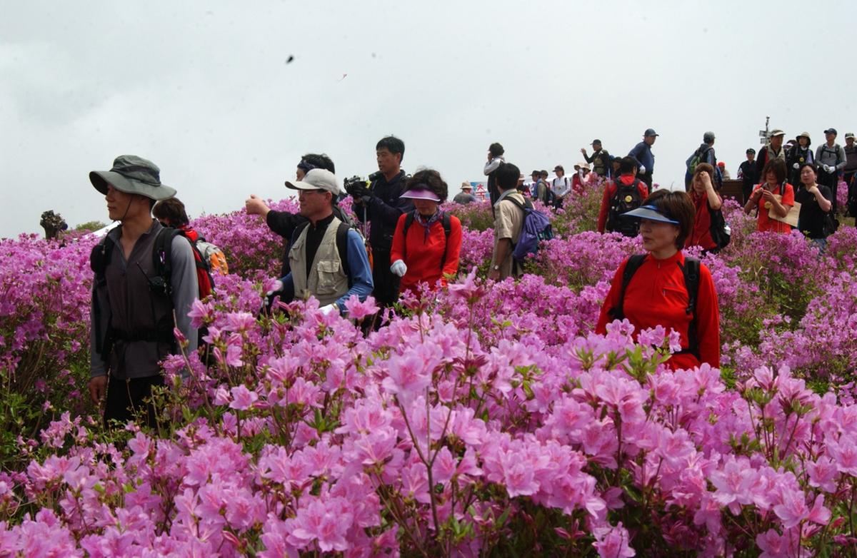 황매산 철쭉