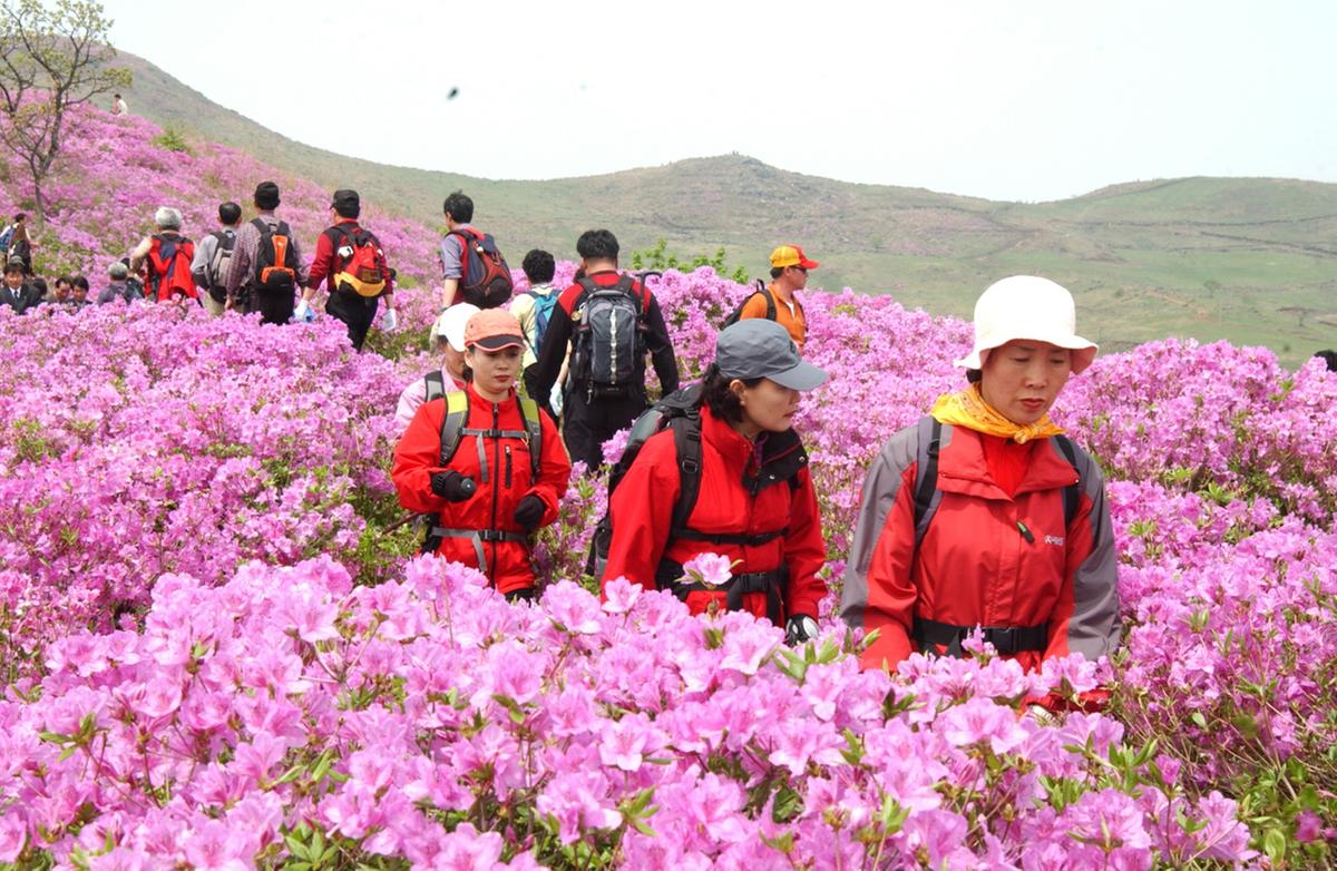 황매산 철쭉