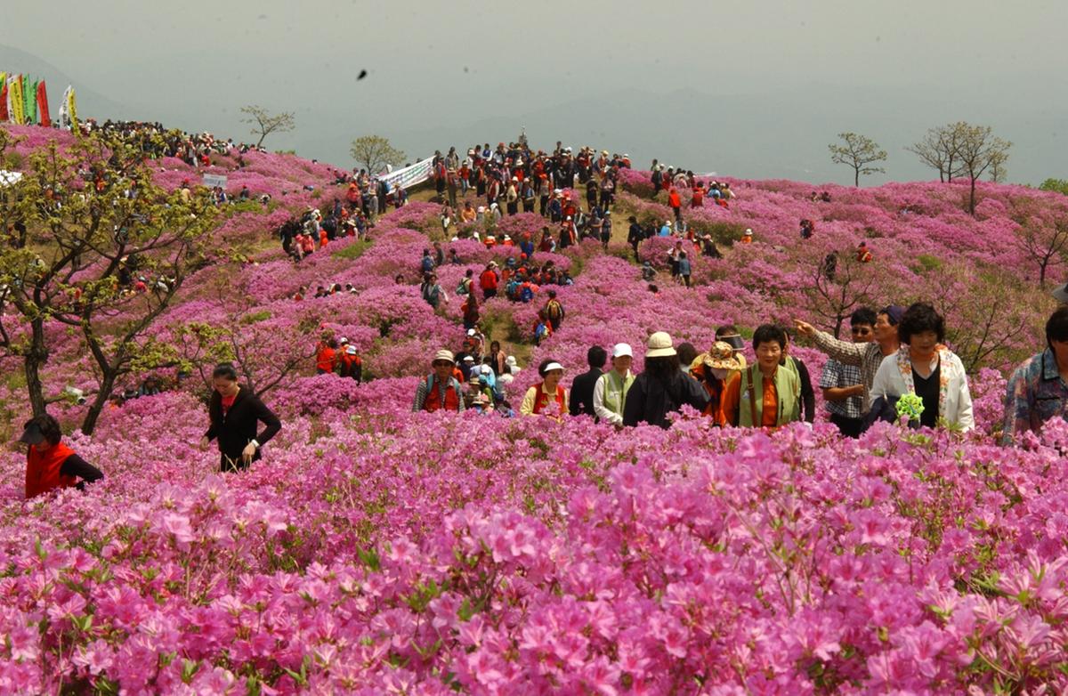 황매산 철쭉