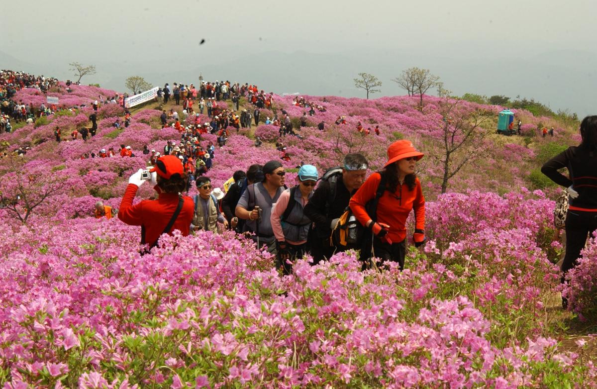 황매산 철쭉