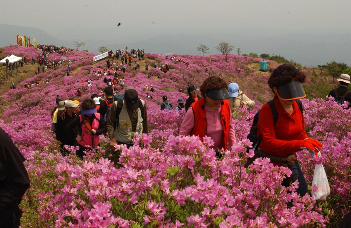황매산 철쭉