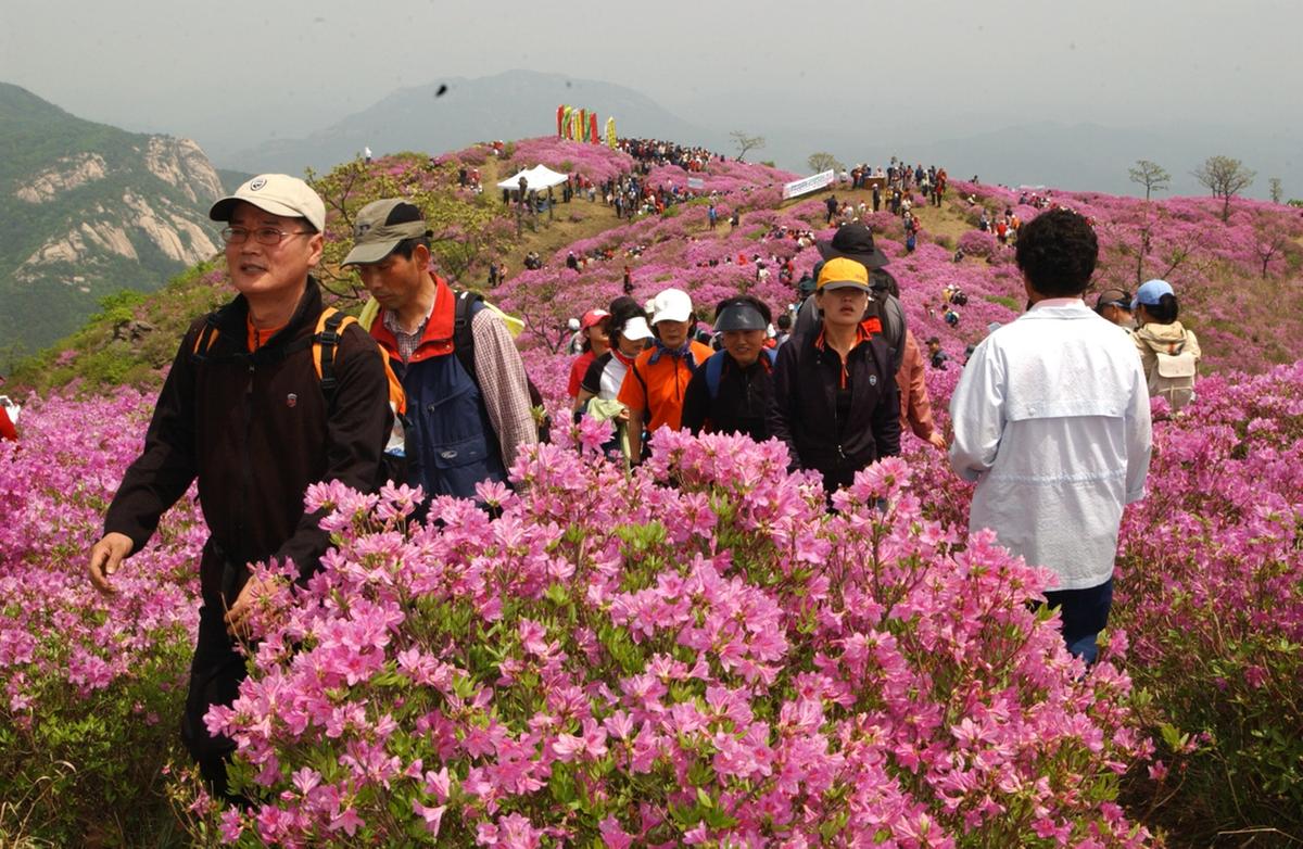 황매산 철쭉