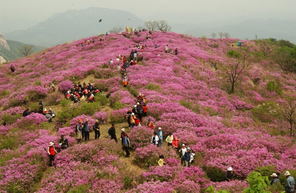황매산 철쭉