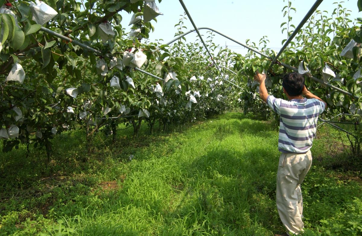 합천 배나무단지