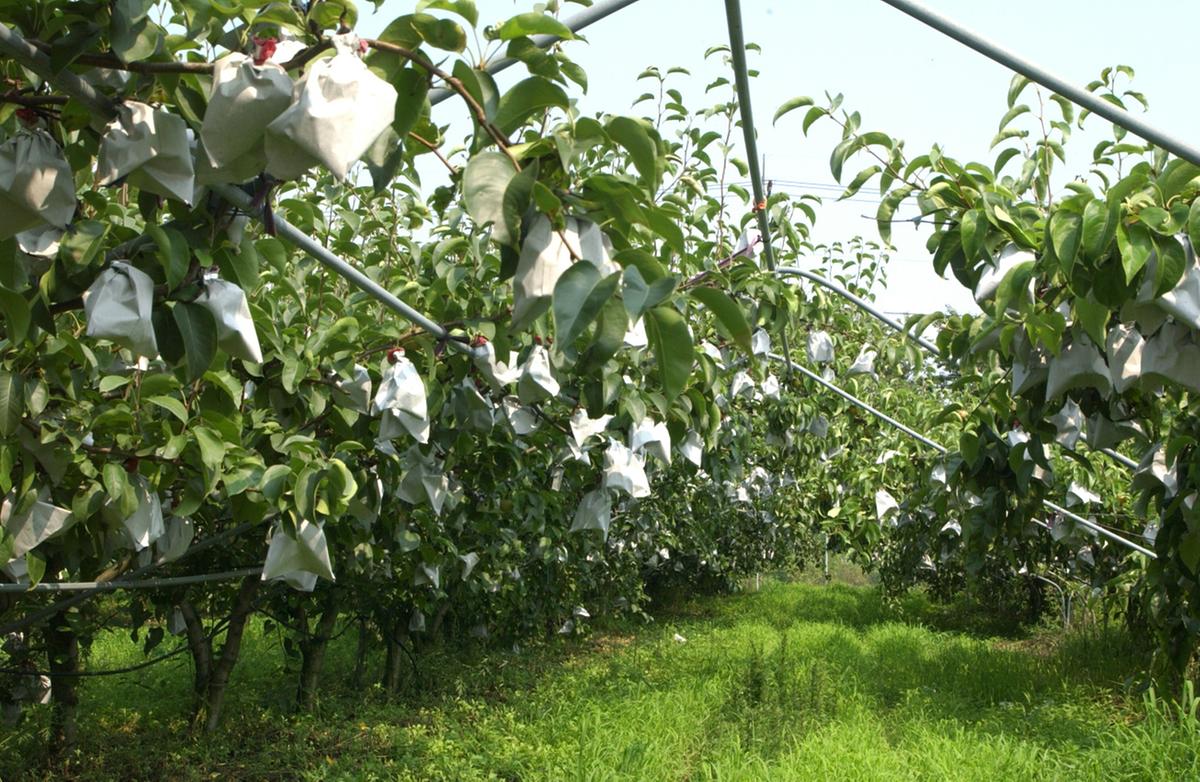 합천 배나무단지