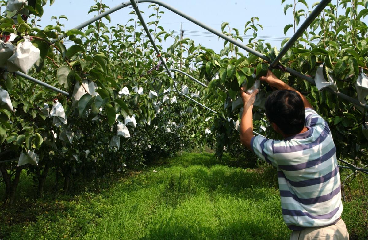 합천 배나무단지