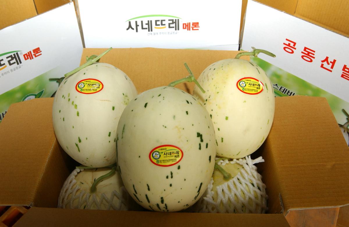 합천 사네뜨레메론