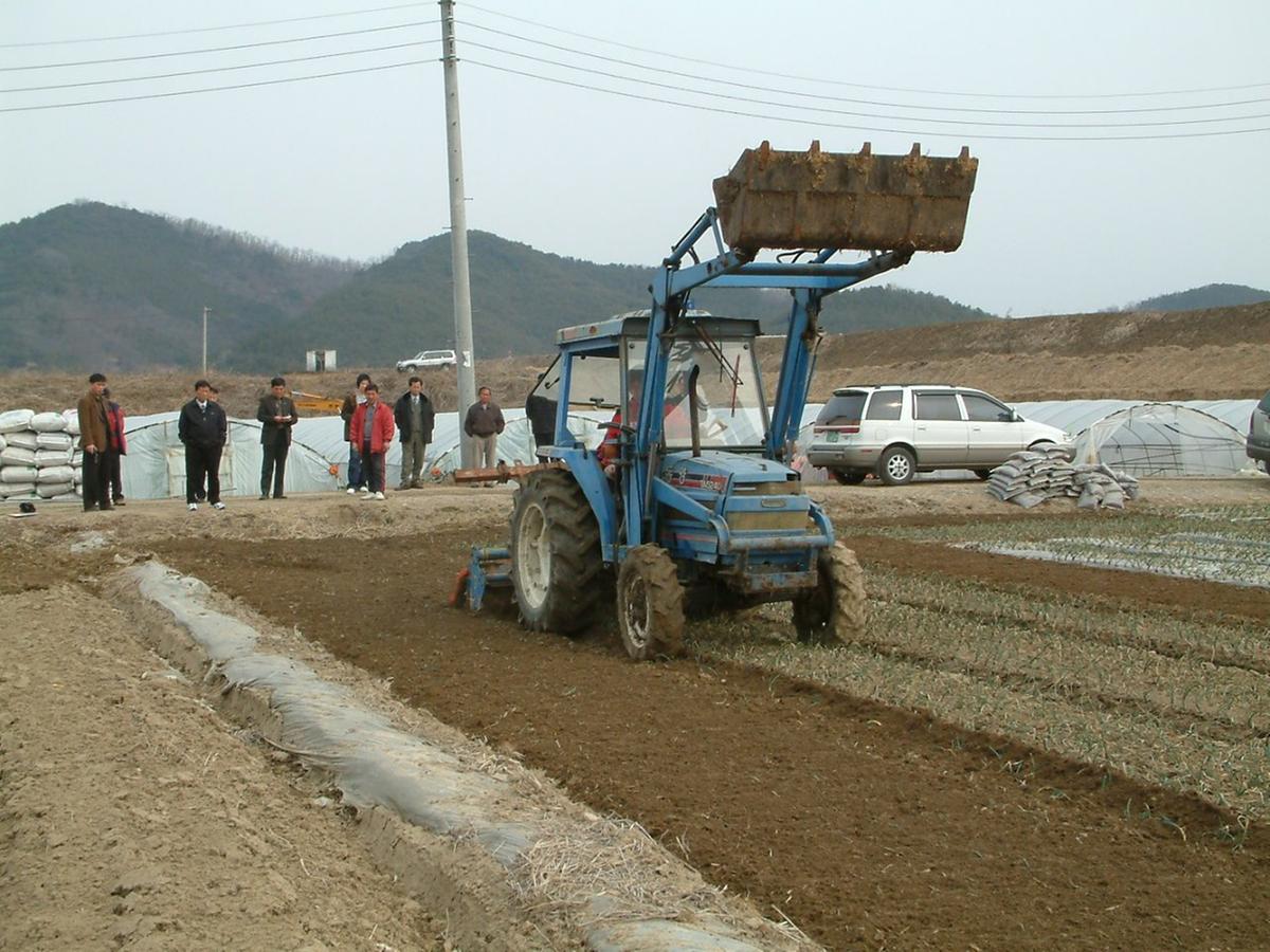 합천 양파밭갈이