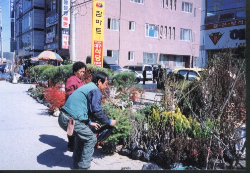 합천산림조합 나무시장개장