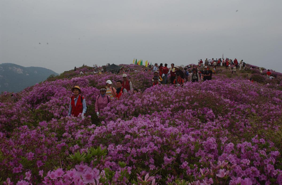 황매산 철쭉