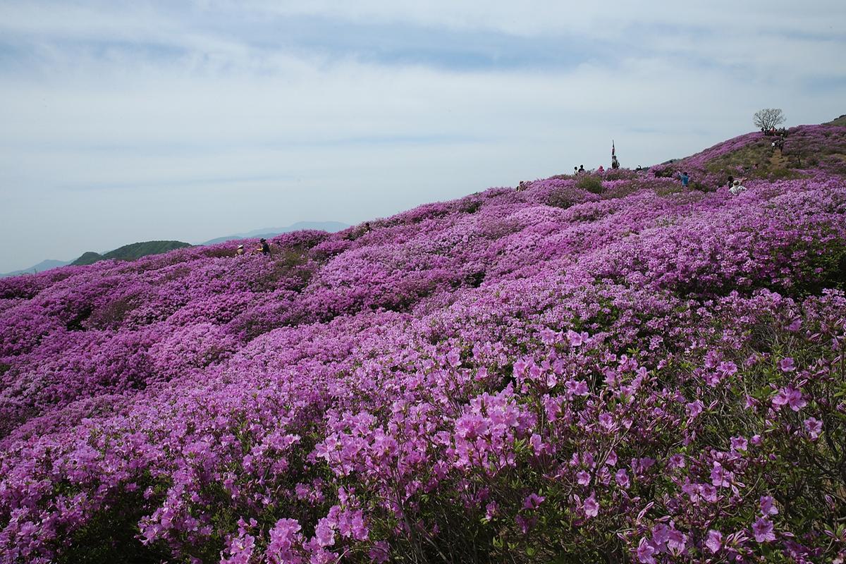 2017 황매산 철쭉