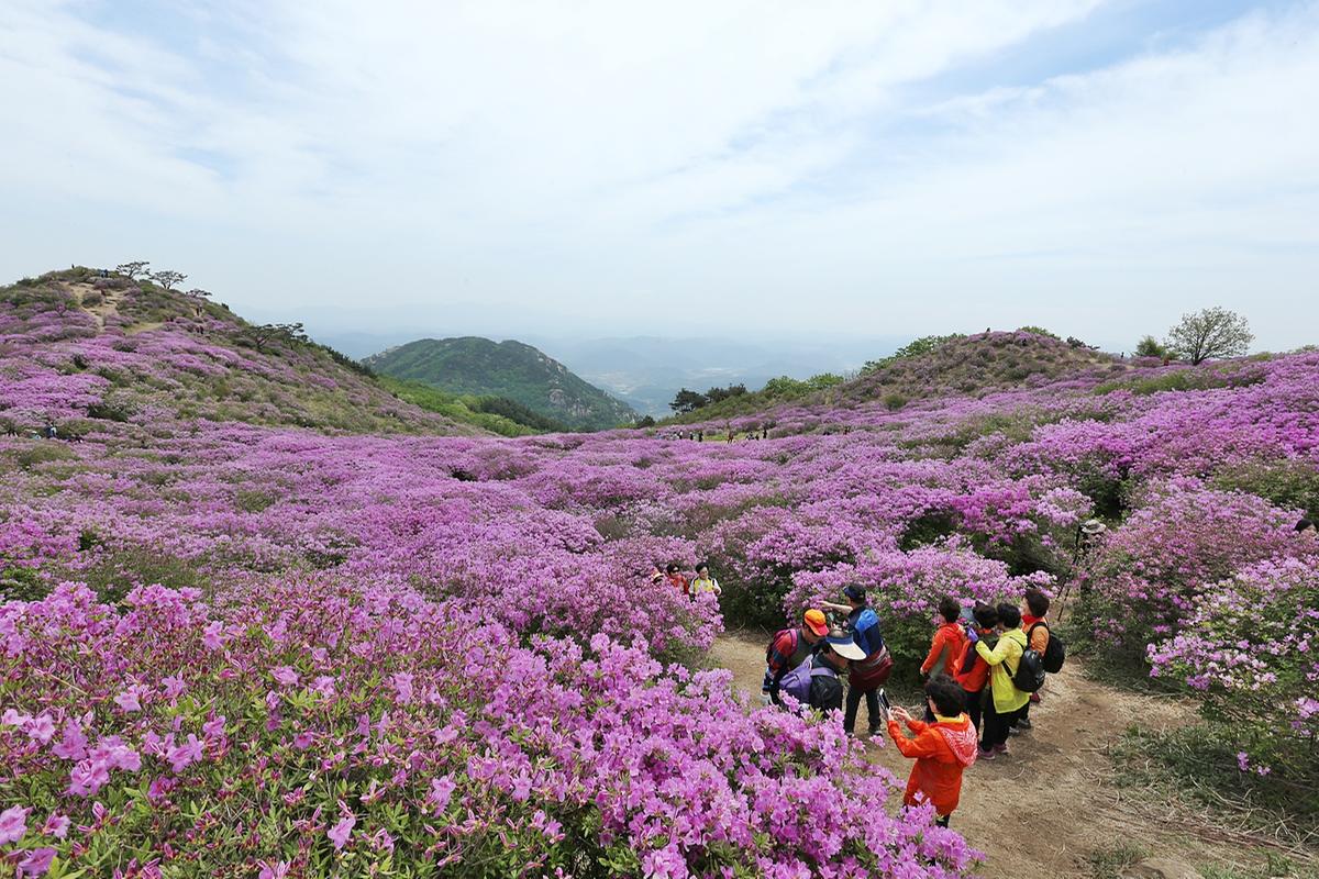 2017 황매산 철쭉