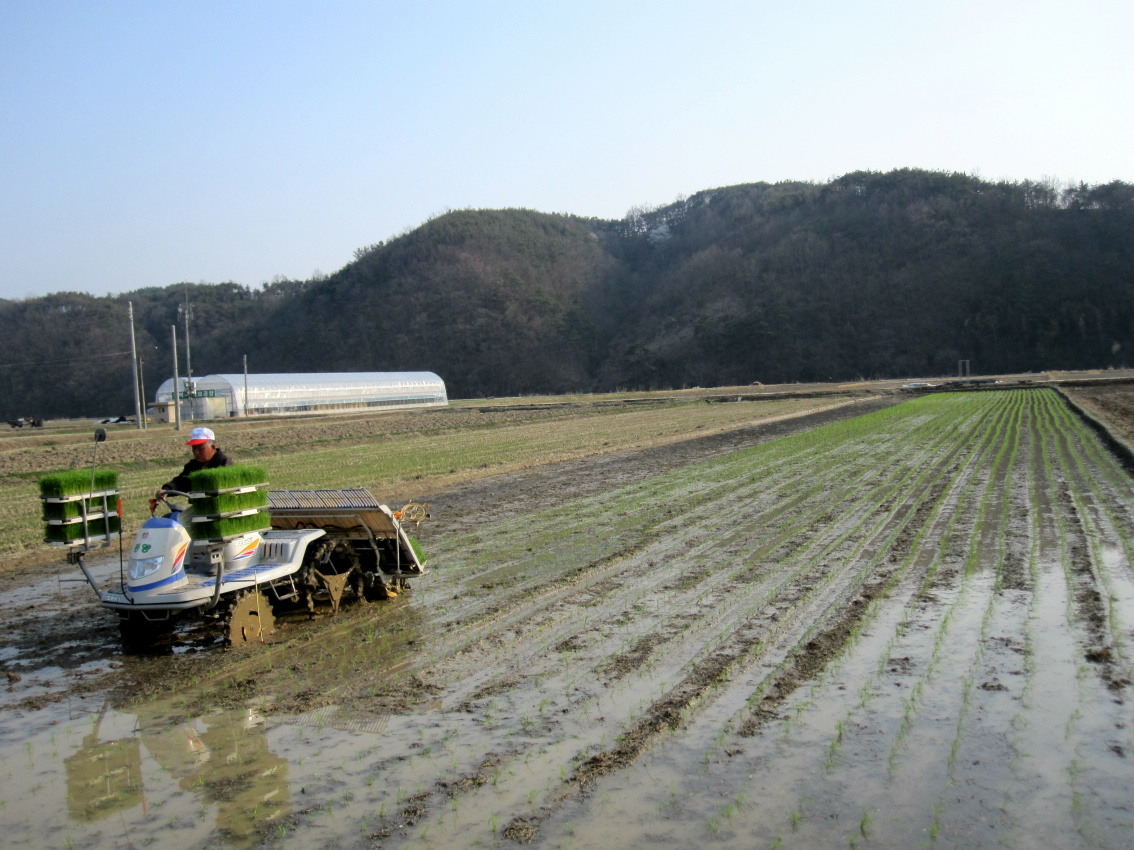 합천 첫 모내기