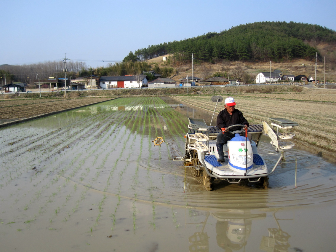 합천 첫 모내기