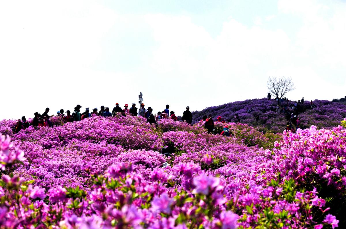 황매산 철축제