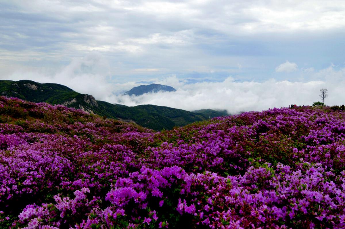 황매산 철축제