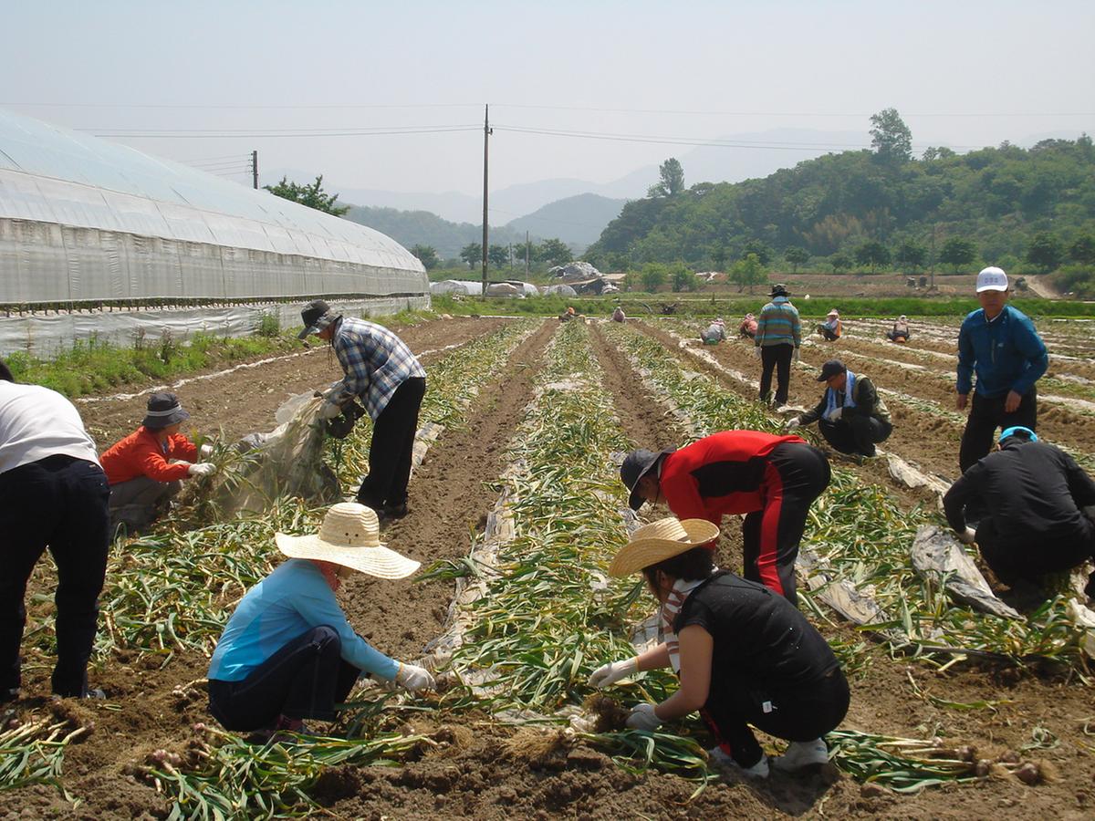 도공보관실직원 농촌일손돕기
