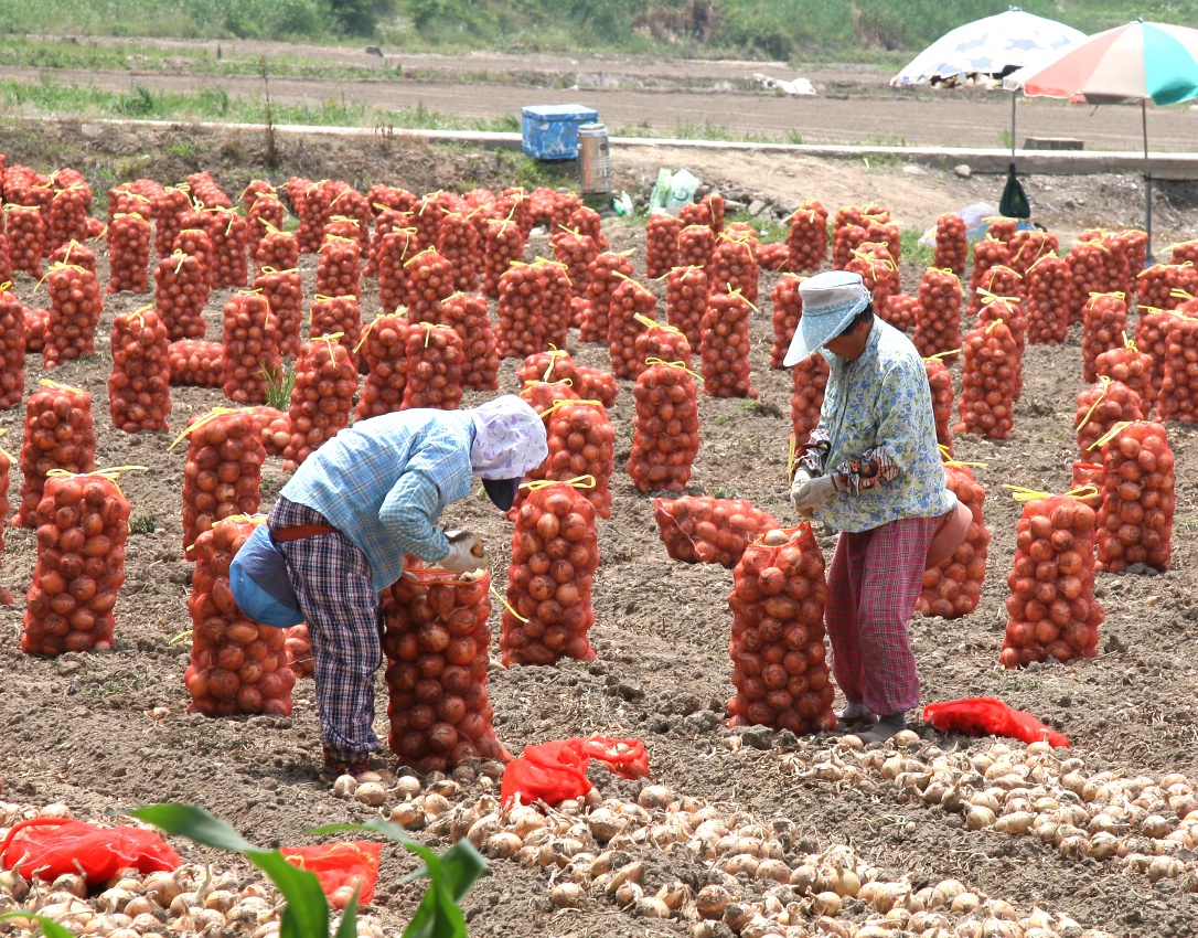 양파수확