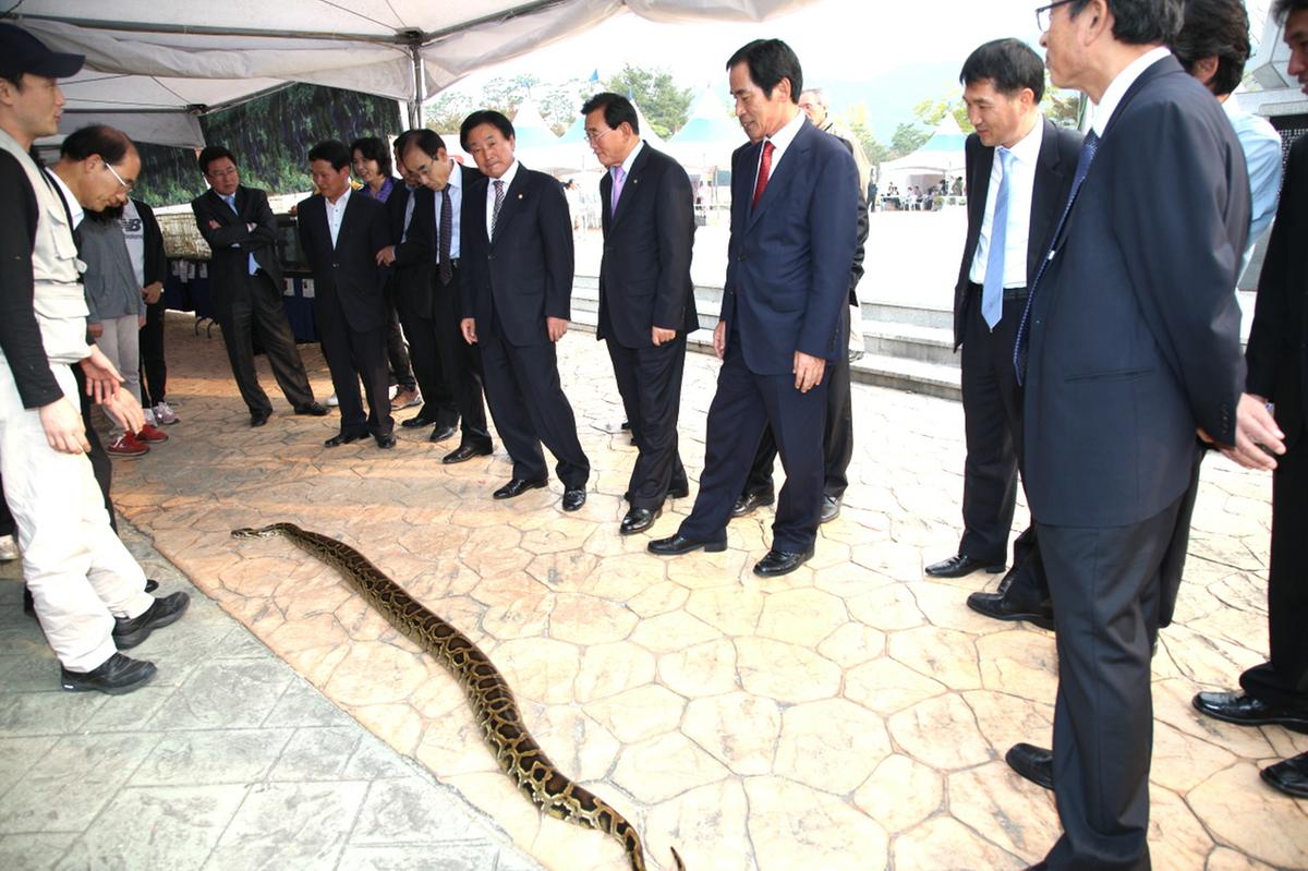 대야문화제 파충류