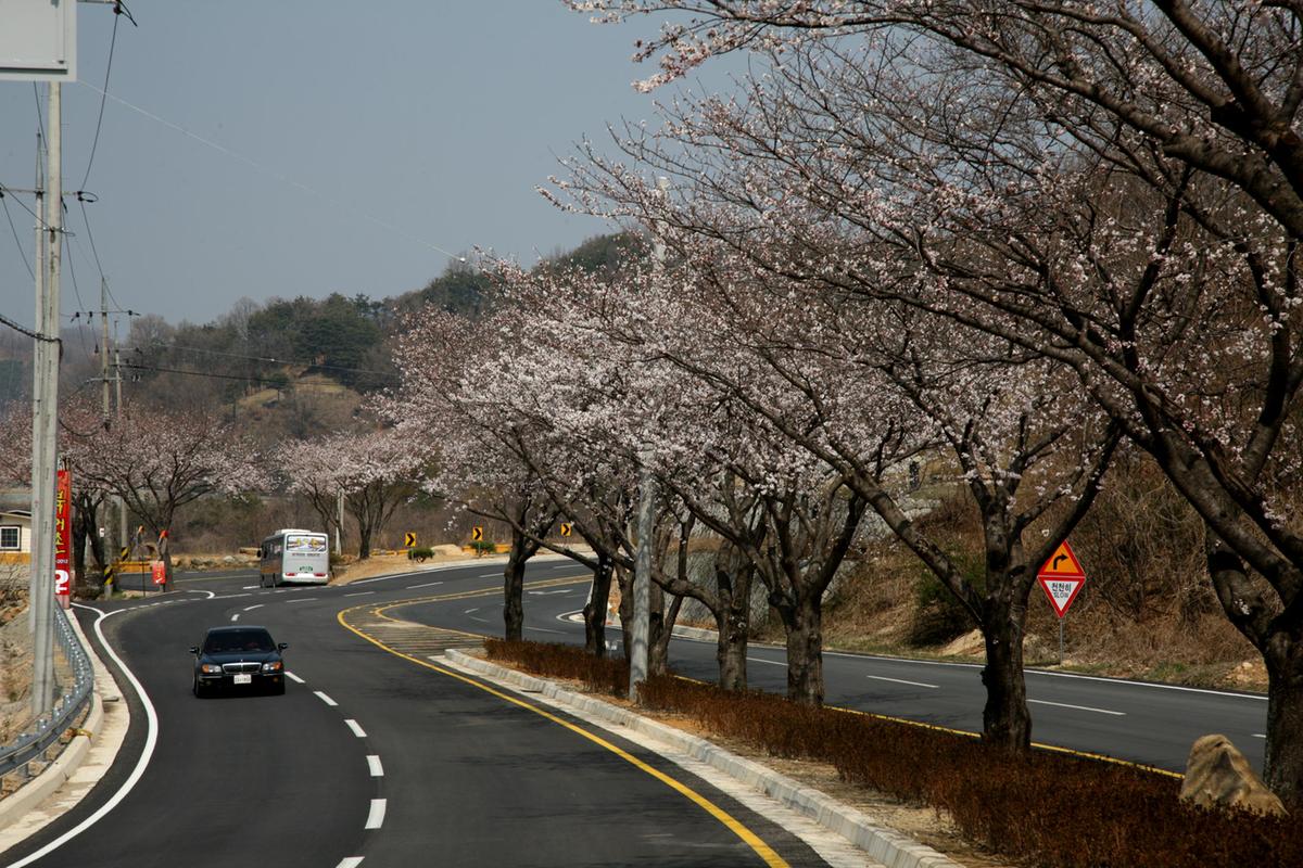 합천 100리 벚꽃길