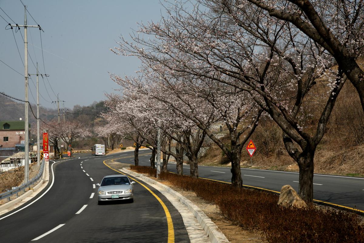 합천 100리 벚꽃길