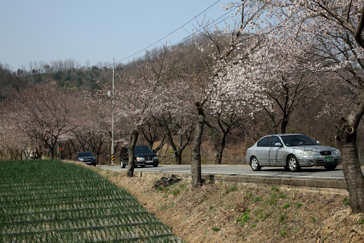 합천 100리 벚꽃길
