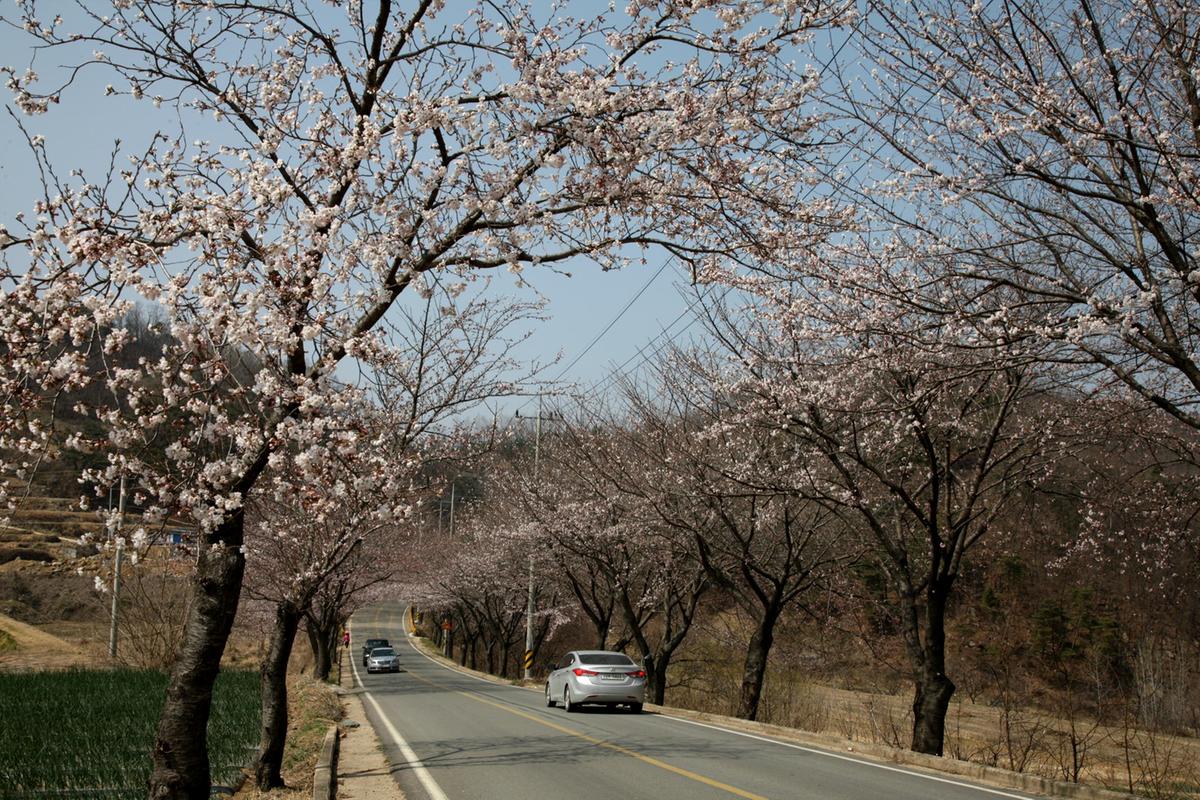 합천 100리 벚꽃길