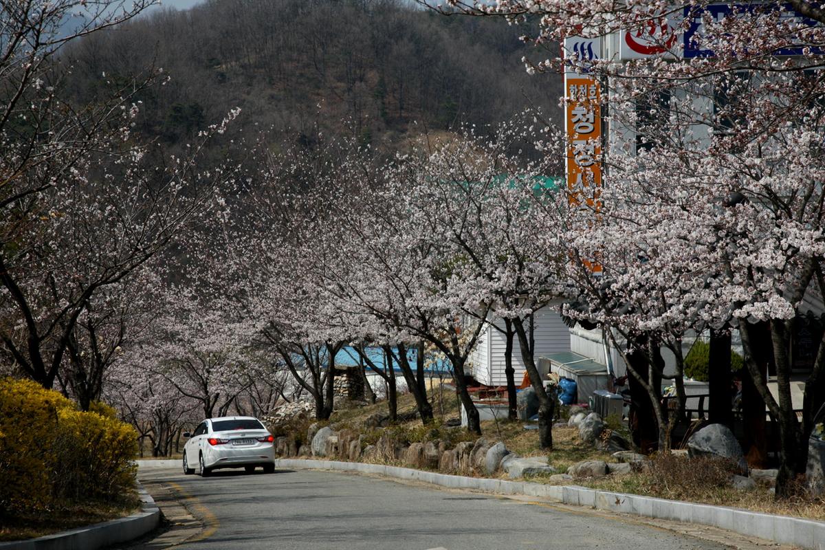 합천 100리 벚꽃길