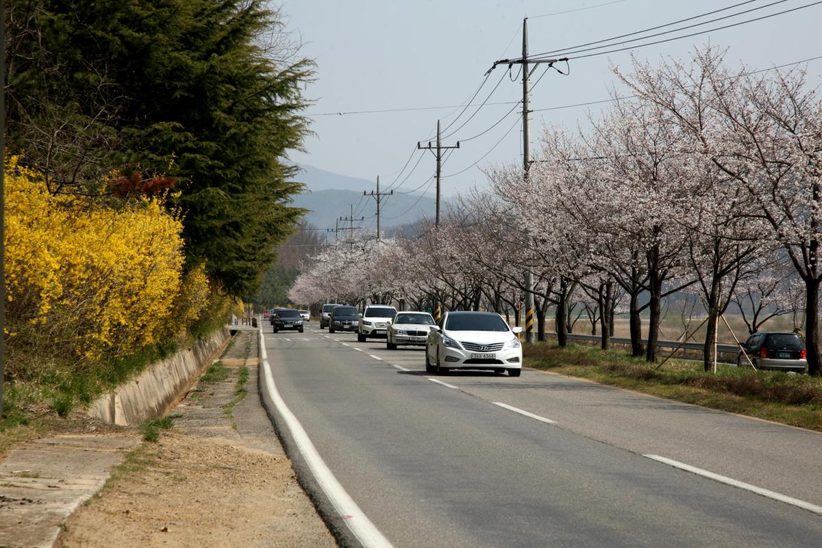 합천 100리 벚꽃길