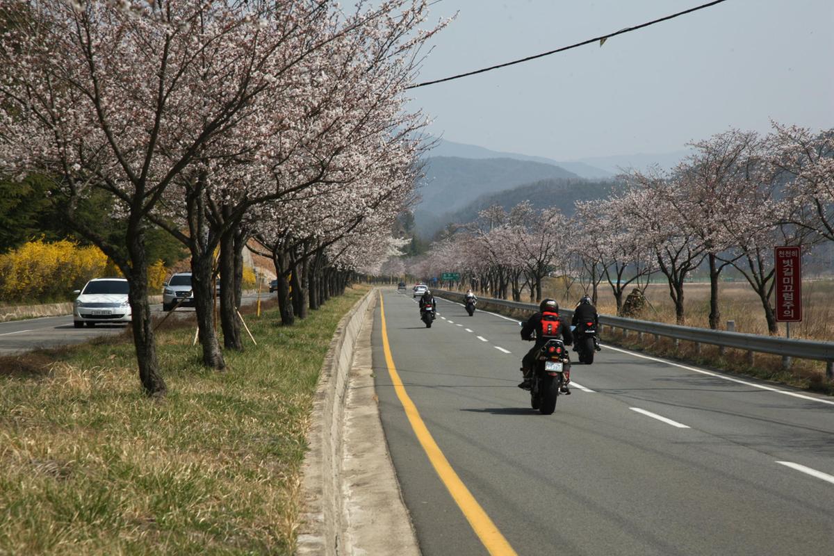 합천 100리 벚꽃길