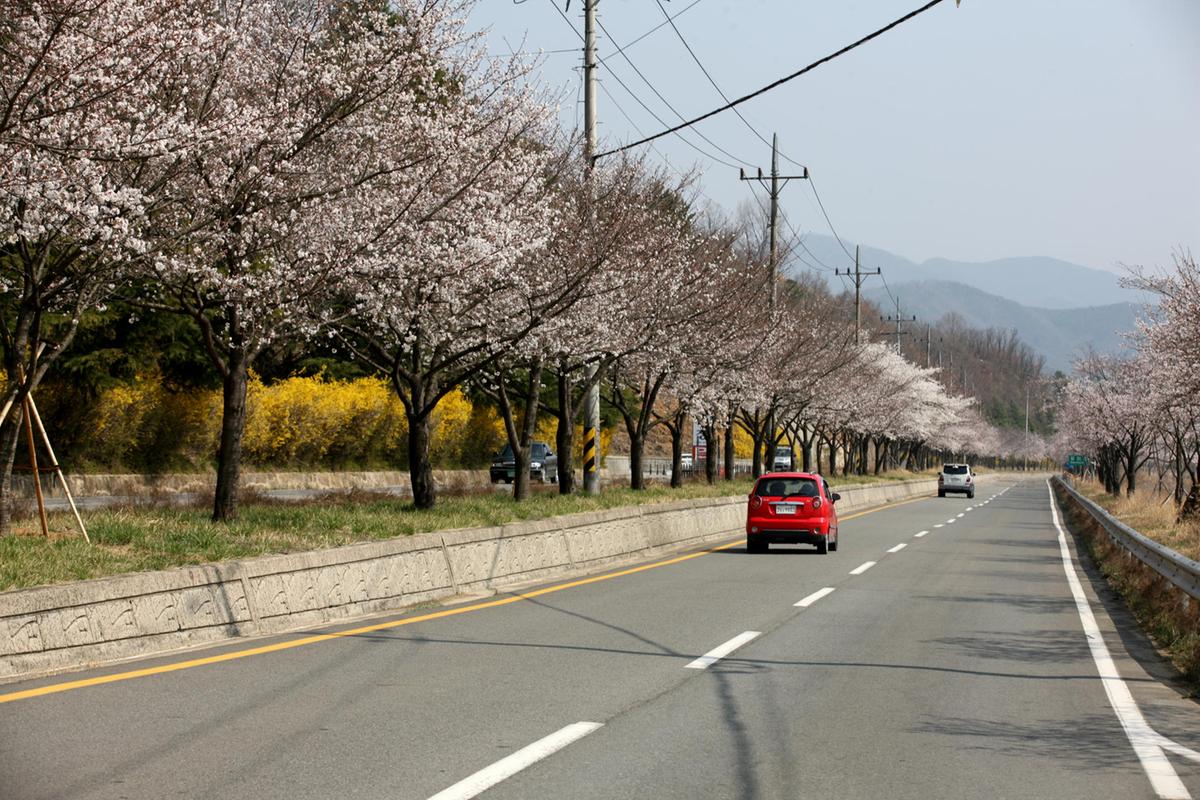합천 100리 벚꽃길