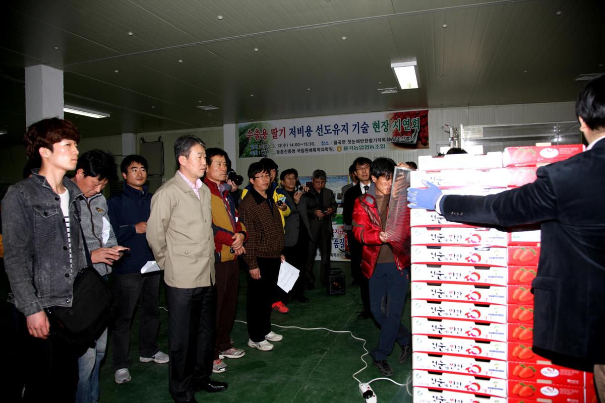 합천 딸기 시연회
