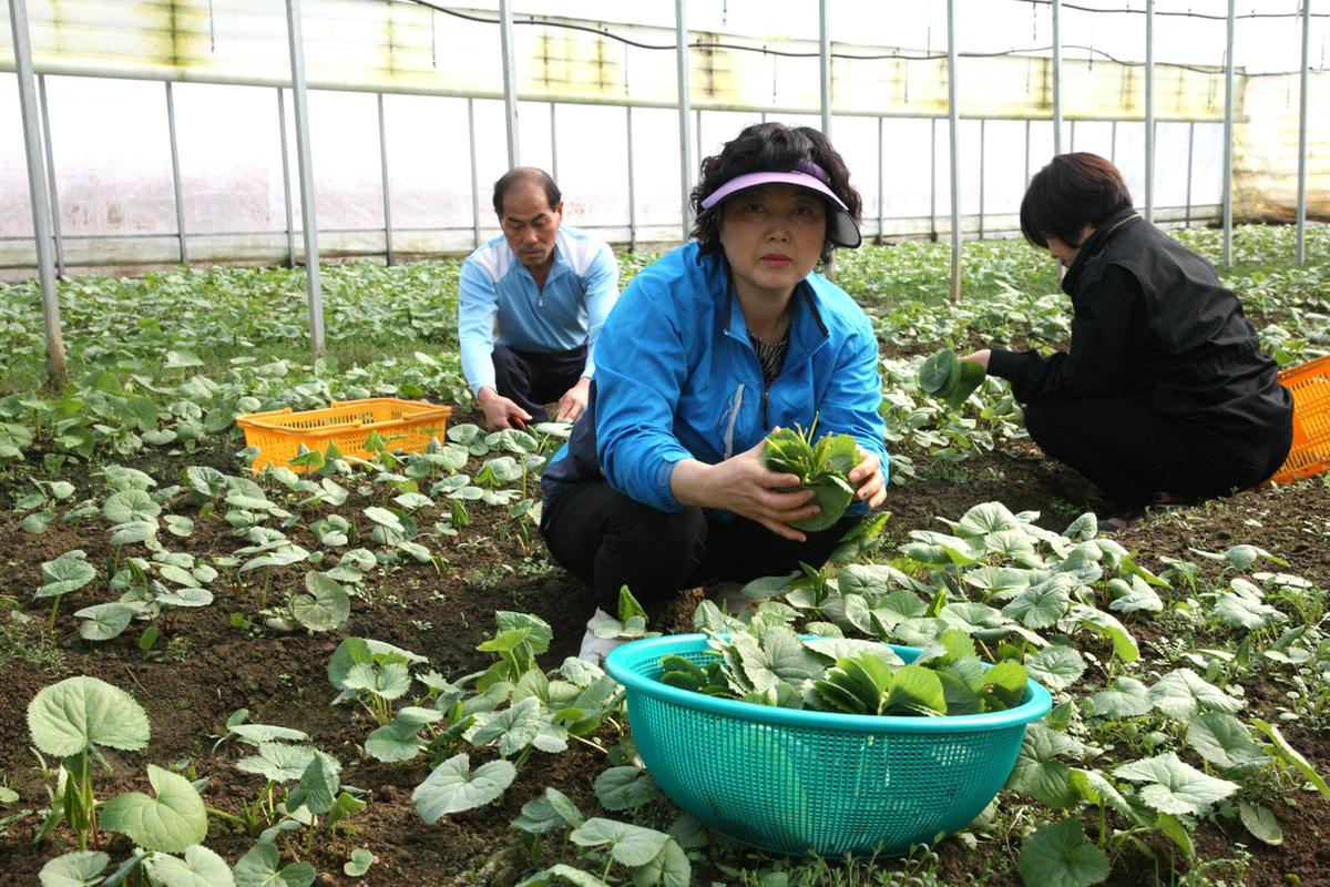 합천묘산 곰취나물 수확