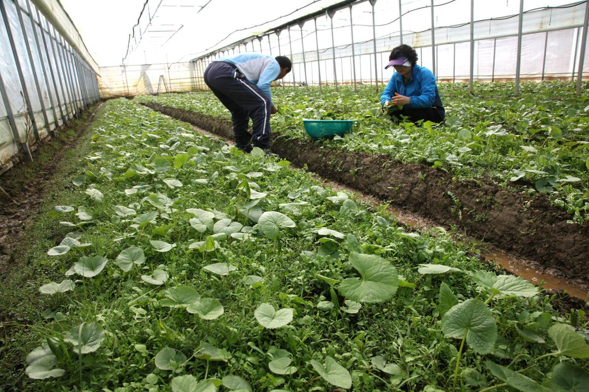 합천묘산 곰취나물 수확