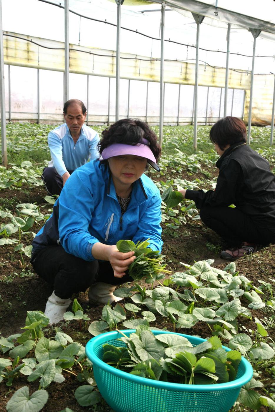 합천묘산 곰취나물 수확