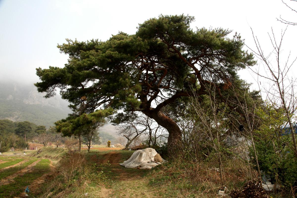 대병성리 소나무 기증