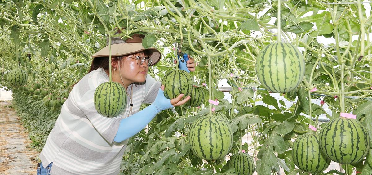 율곡애풀수박